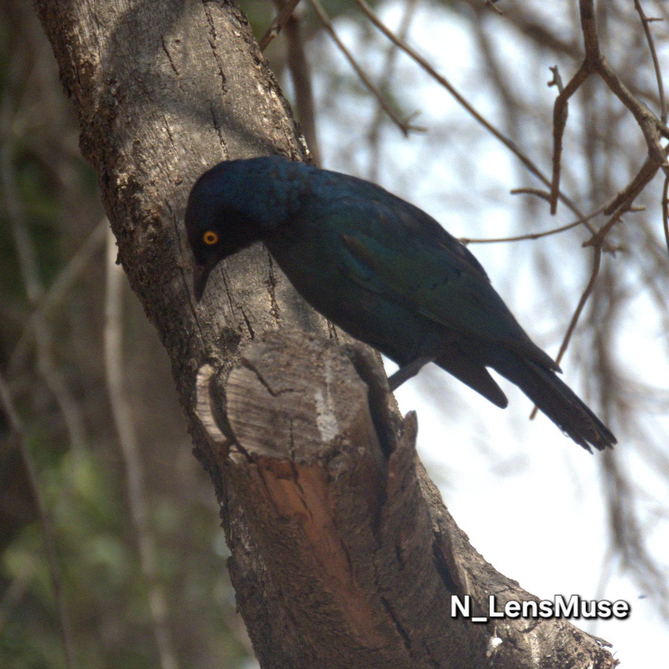 Nature Image